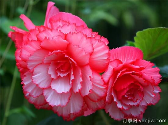 100種常見花卉的栽培大全，送給愛養(yǎng)花的你(圖44)