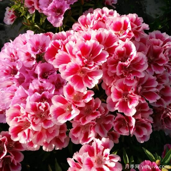 100種常見花卉的栽培大全，送給愛養(yǎng)花的你(圖45)