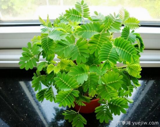 100種常見花卉的栽培大全，送給愛養(yǎng)花的你(圖47)