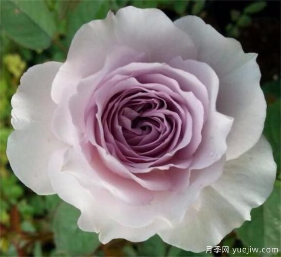 紫色月季花有哪些品種？分享30款紫色月季(圖28)
