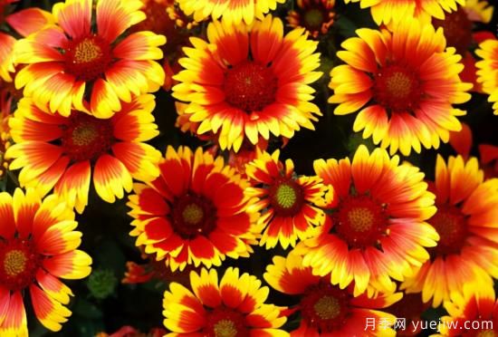 100種常見花卉的栽培大全，送給愛養(yǎng)花的你(圖48)