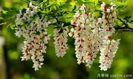 以花命名的農歷，中國人對月份的雅稱及別稱(圖4)