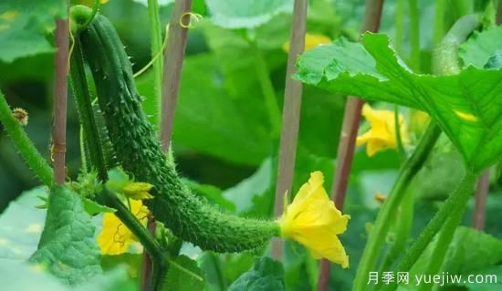 100種常見花卉的栽培大全，送給愛養(yǎng)花的你(圖53)