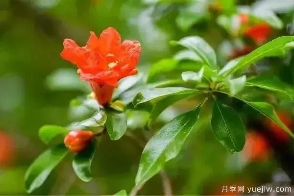 以花命名的農歷，中國人對月份的雅稱及別稱(圖5)