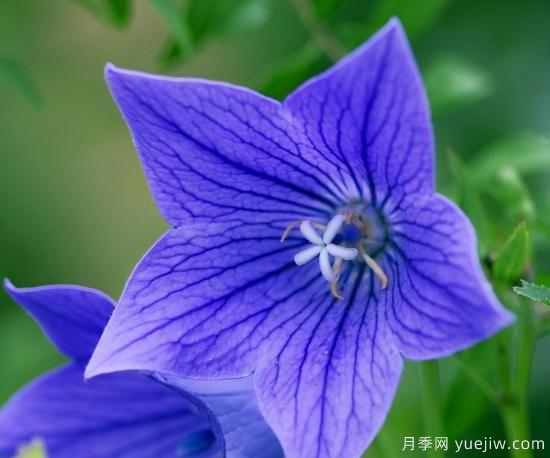100種常見花卉的栽培大全，送給愛養(yǎng)花的你(圖55)