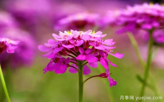 100種常見花卉的栽培大全，送給愛養(yǎng)花的你(圖57)