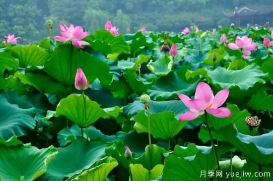 以花命名的農歷，中國人對月份的雅稱及別稱(圖6)