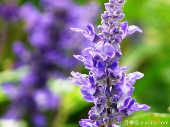 100種常見花卉的栽培大全，送給愛養(yǎng)花的你(圖58)