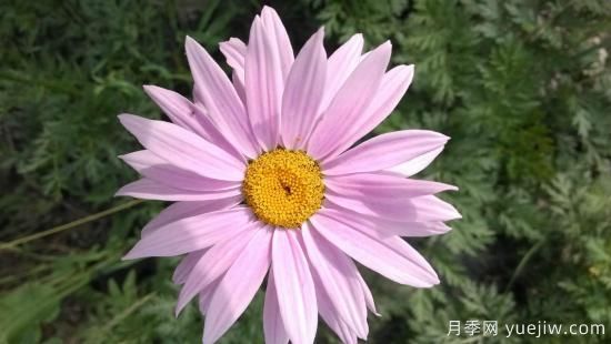 100種常見花卉的栽培大全，送給愛養(yǎng)花的你(圖59)