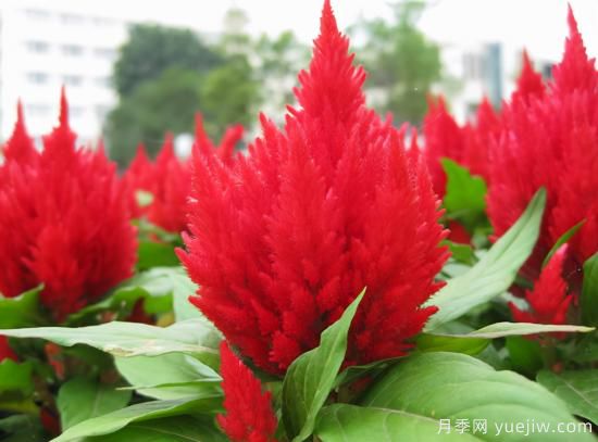 100種常見花卉的栽培大全，送給愛養(yǎng)花的你(圖60)