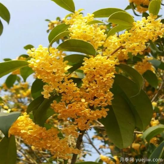 以花命名的農歷，中國人對月份的雅稱及別稱(圖8)