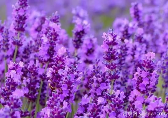 100種常見花卉的栽培大全，送給愛養(yǎng)花的你(圖61)