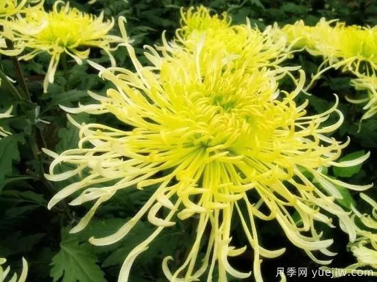 以花命名的農歷，中國人對月份的雅稱及別稱(圖9)