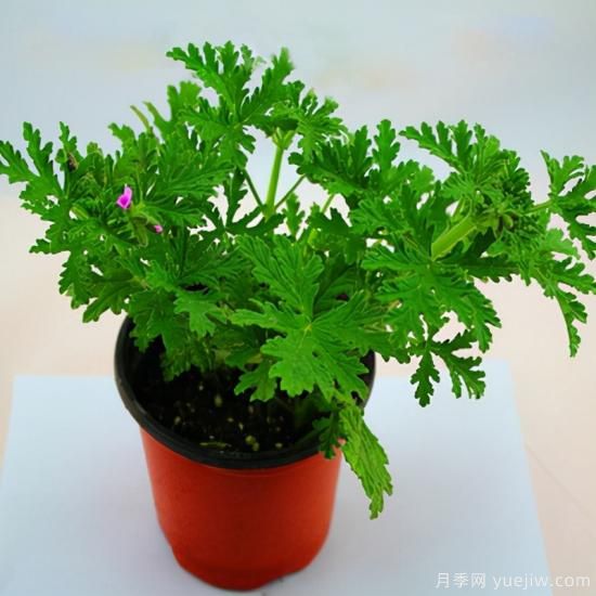 100種常見花卉的栽培大全，送給愛養(yǎng)花的你(圖63)
