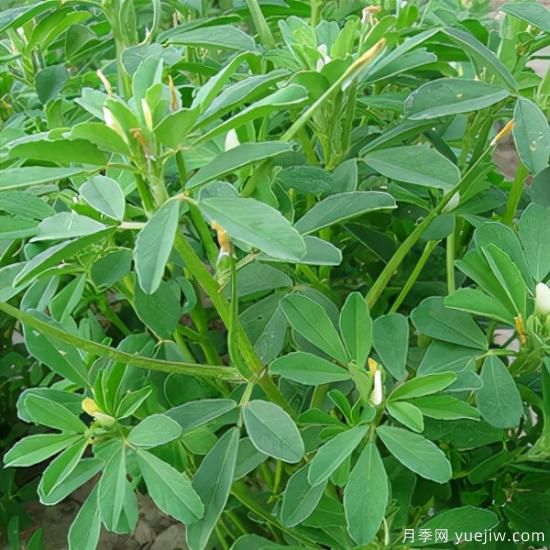 100種常見花卉的栽培大全，送給愛養(yǎng)花的你(圖64)