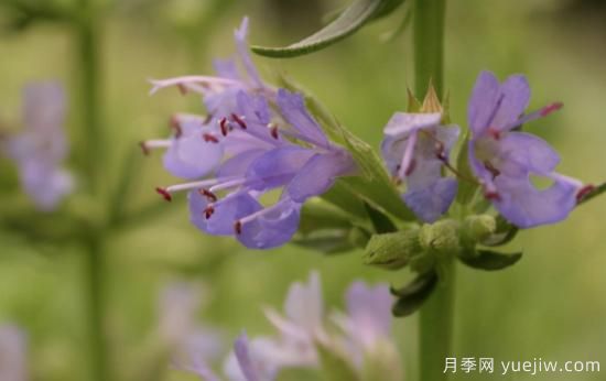 100種常見花卉的栽培大全，送給愛養(yǎng)花的你(圖65)