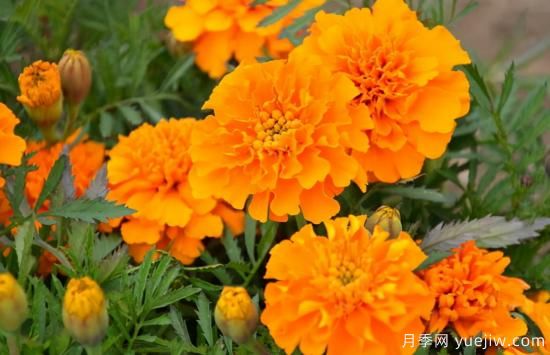 100種常見花卉的栽培大全，送給愛養(yǎng)花的你(圖67)