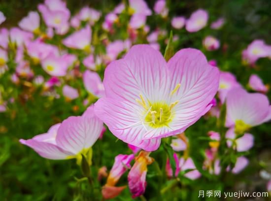 100種常見花卉的栽培大全，送給愛養(yǎng)花的你(圖68)