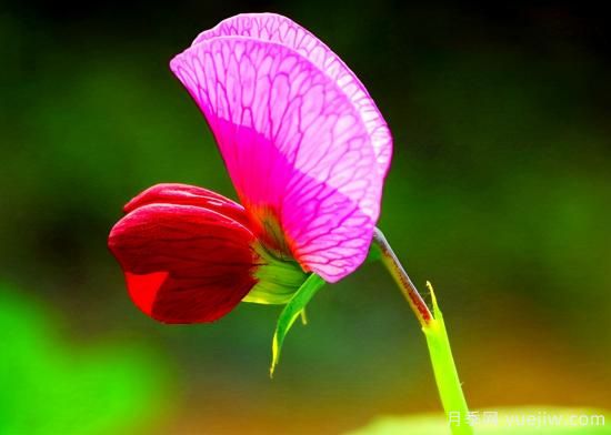 100種常見花卉的栽培大全，送給愛養(yǎng)花的你(圖69)