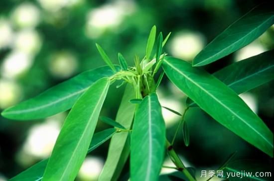 100種常見花卉的栽培大全，送給愛養(yǎng)花的你(圖71)
