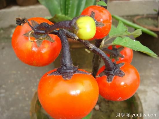 100種常見花卉的栽培大全，送給愛養(yǎng)花的你(圖73)