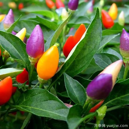 100種常見花卉的栽培大全，送給愛養(yǎng)花的你(圖77)