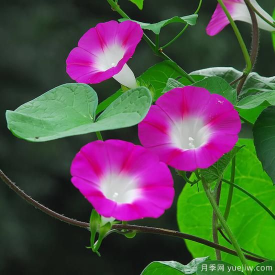 100種常見花卉的栽培大全，送給愛養(yǎng)花的你(圖78)