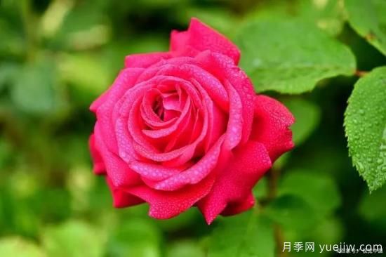 月季復(fù)壯很簡(jiǎn)單，做好3件事新枝粗壯開(kāi)花多(圖1)