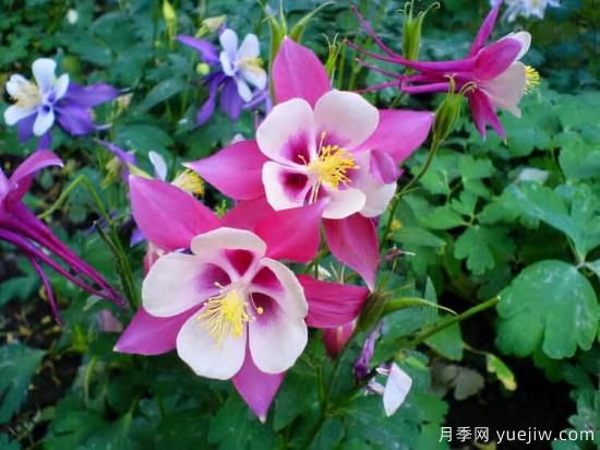 100種常見花卉的栽培大全，送給愛養(yǎng)花的你(圖81)