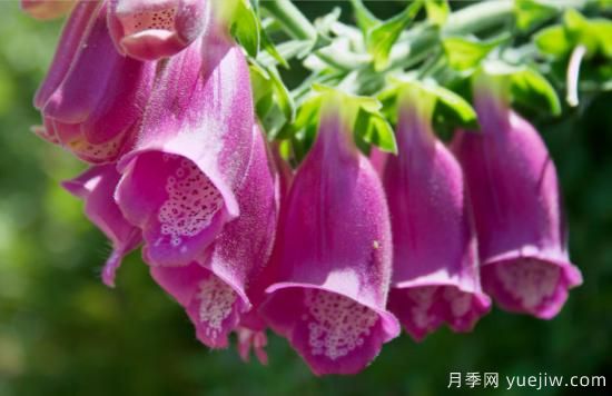100種常見花卉的栽培大全，送給愛養(yǎng)花的你(圖80)
