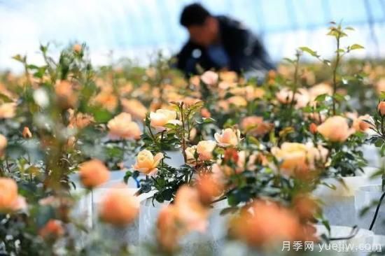 月季復(fù)壯很簡(jiǎn)單，做好3件事新枝粗壯開(kāi)花多(圖3)