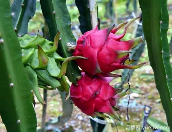 100種常見花卉的栽培大全，送給愛養(yǎng)花的你(圖82)