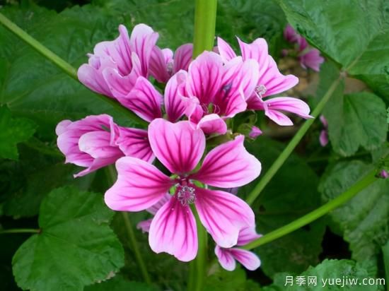 100種常見花卉的栽培大全，送給愛養(yǎng)花的你(圖84)