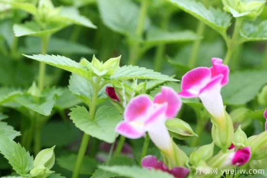 100種常見花卉的栽培大全，送給愛養(yǎng)花的你(圖85)