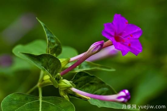 100種常見花卉的栽培大全，送給愛養(yǎng)花的你(圖88)