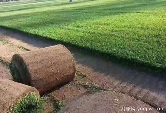 冬天想要綠草如茵，可以試試這幾種草坪(圖1)