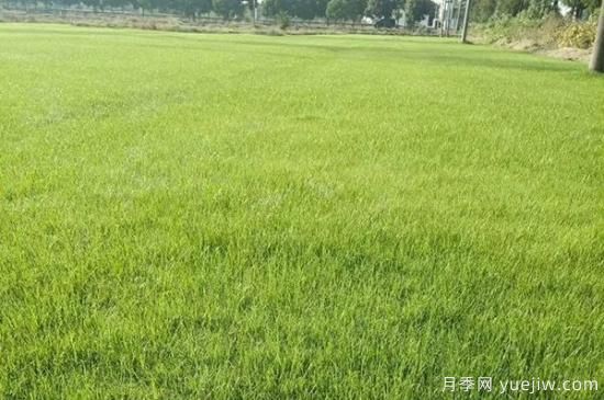 冬天想要綠草如茵，可以試試這幾種草坪(圖5)
