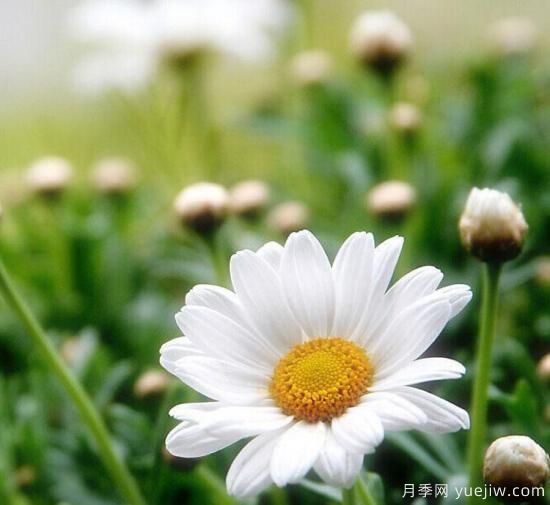 100種常見花卉的栽培大全，送給愛養(yǎng)花的你(圖90)