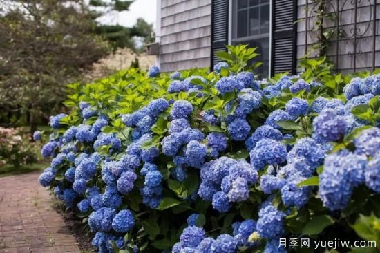 繡球秋季養(yǎng)護(hù)方法，明年春枝繁葉茂開(kāi)爆花(圖1)