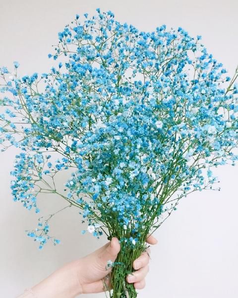 100種常見花卉的栽培大全，送給愛養(yǎng)花的你(圖93)