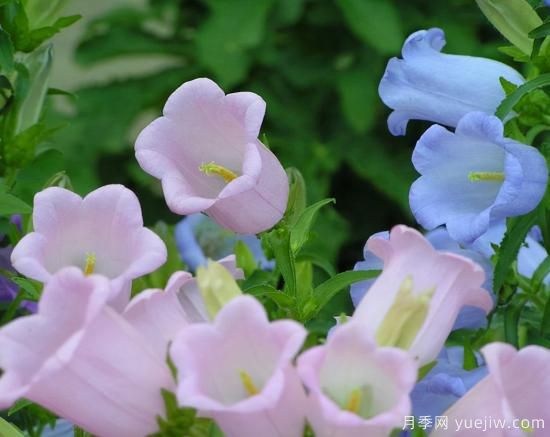 100種常見花卉的栽培大全，送給愛養(yǎng)花的你(圖95)