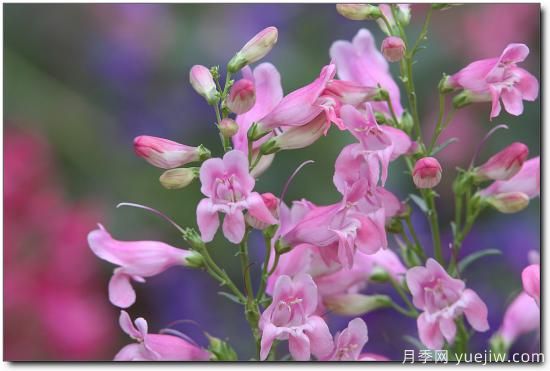 100種常見花卉的栽培大全，送給愛養(yǎng)花的你(圖96)