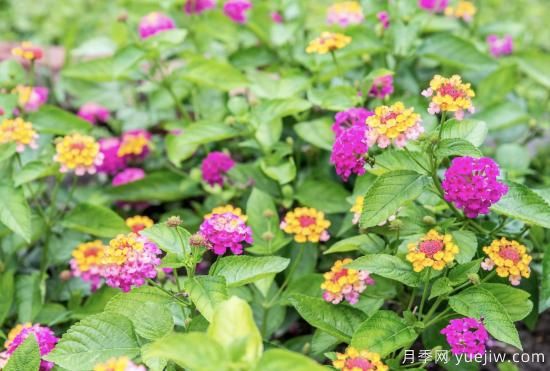 10種嬌艷奪目的花卉，驚艷你的花園(圖3)
