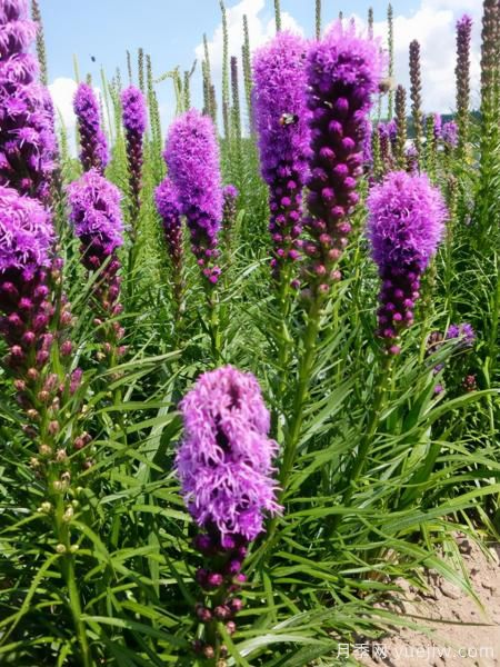 100種常見花卉的栽培大全，送給愛養(yǎng)花的你(圖98)