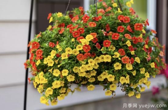 10種嬌艷奪目的花卉，驚艷你的花園(圖5)
