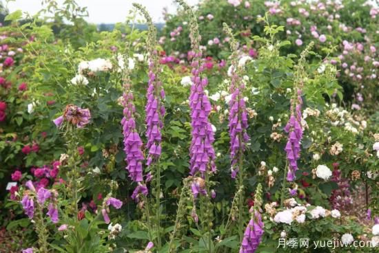 10種嬌艷奪目的花卉，驚艷你的花園(圖8)