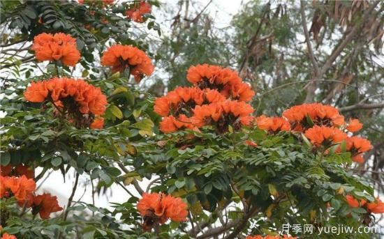 火焰樹(shù)，花如星星之火燎于翠葉的樹(shù)種(圖2)