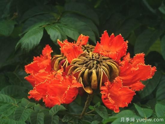 火焰樹(shù)，花如星星之火燎于翠葉的樹(shù)種(圖3)