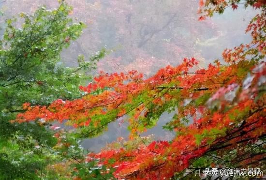 冬季植物應(yīng)該怎么打理，才能來(lái)年依舊繁花似錦(圖1)