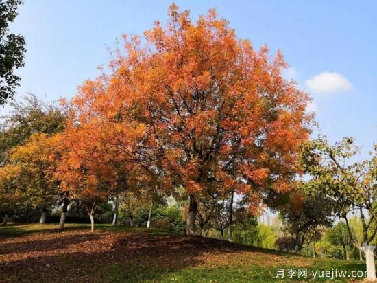 黃連木適合什么地區(qū)種植，北方可以種植嗎？(圖1)